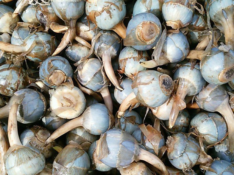 埼玉名産・慈姑(クワイ)の収穫体験イベント開催のお知らせ | 埼玉を食べるMarket-マーケット